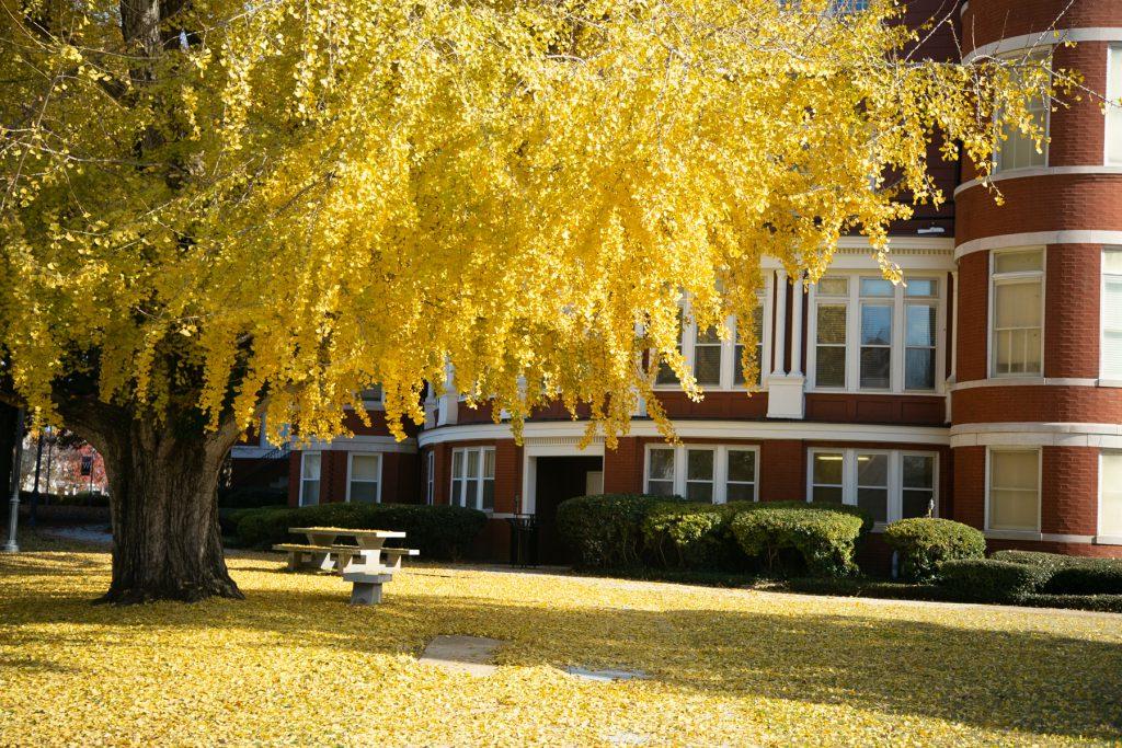 Ginkgo tree with vibrant yellow leaves