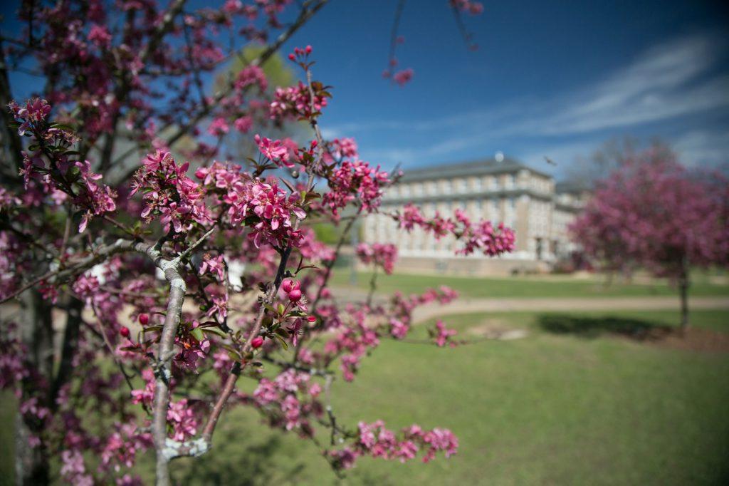 Flowers bloom on campus